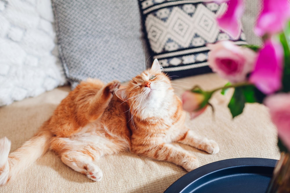 Ginger cat scratching ears on the couch