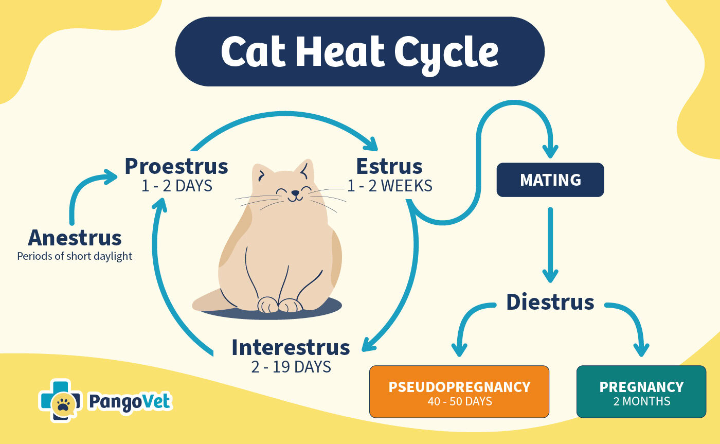 Cat Heat Cycle Infographic_Pangovet