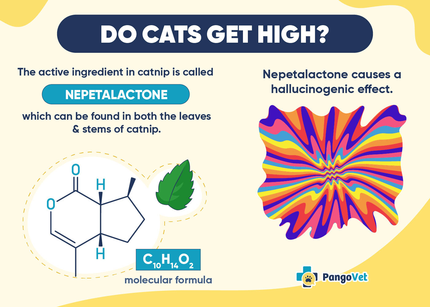 do cats get high