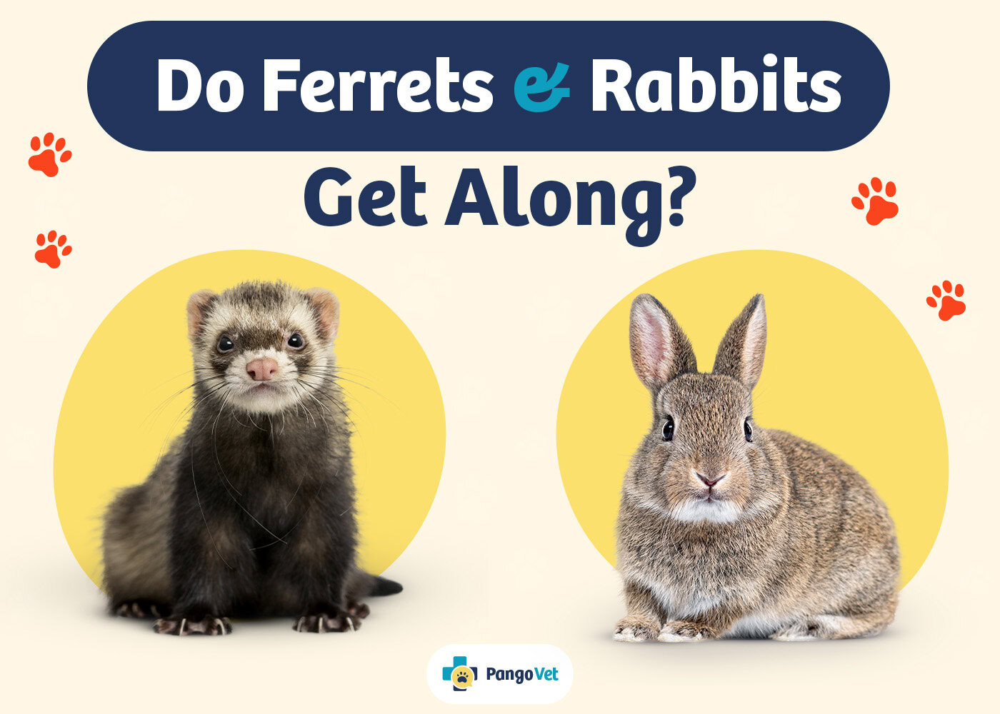 PangoVet_Ferrets & Rabbits Get Along_v1_Aug 8 2024