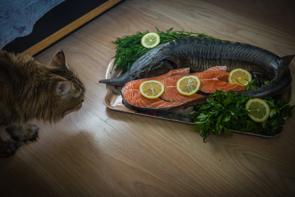 Sturgeon with a variety of garnish