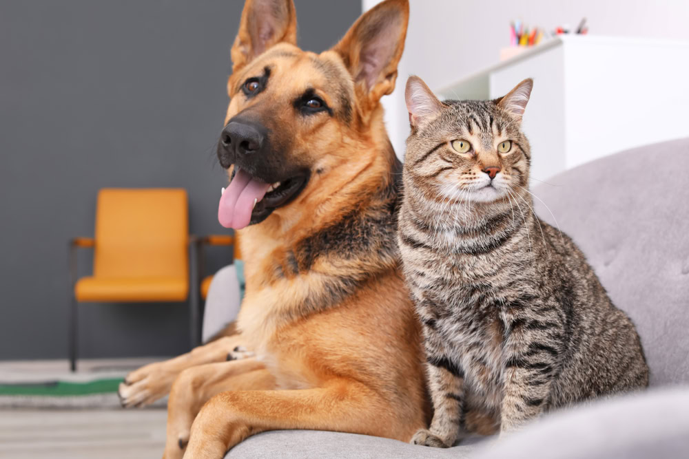cat and dog resting together on sofa