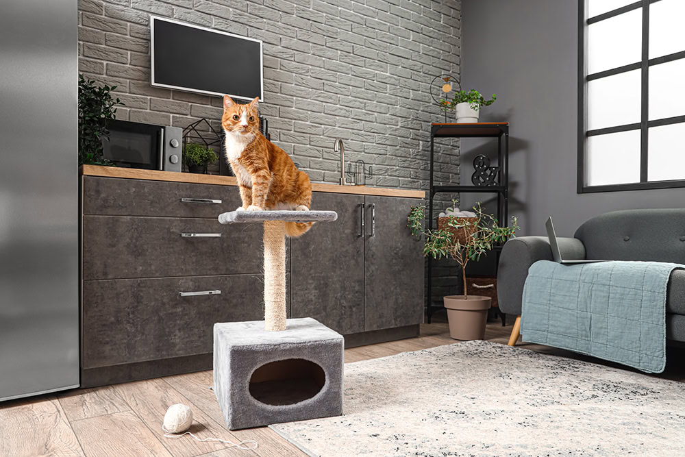 cat on top of the small cat tree in the apartment