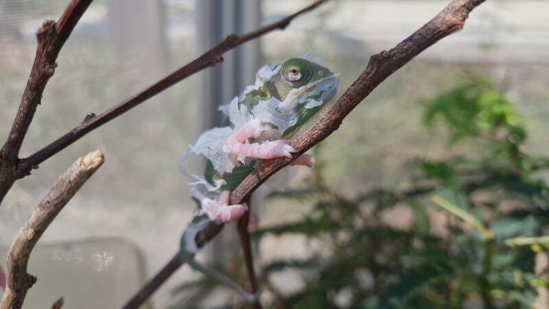 chameleon shedding