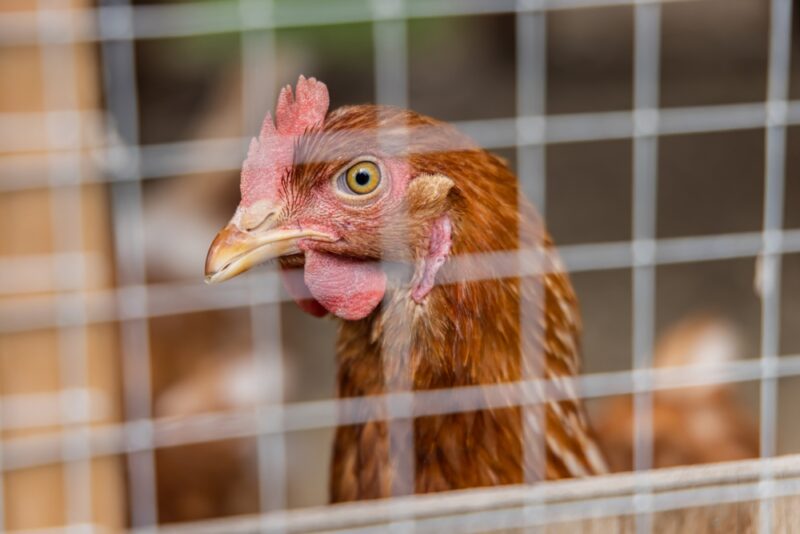 chicken in a wire mesh