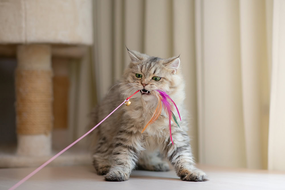 persian cat playing with feather toy