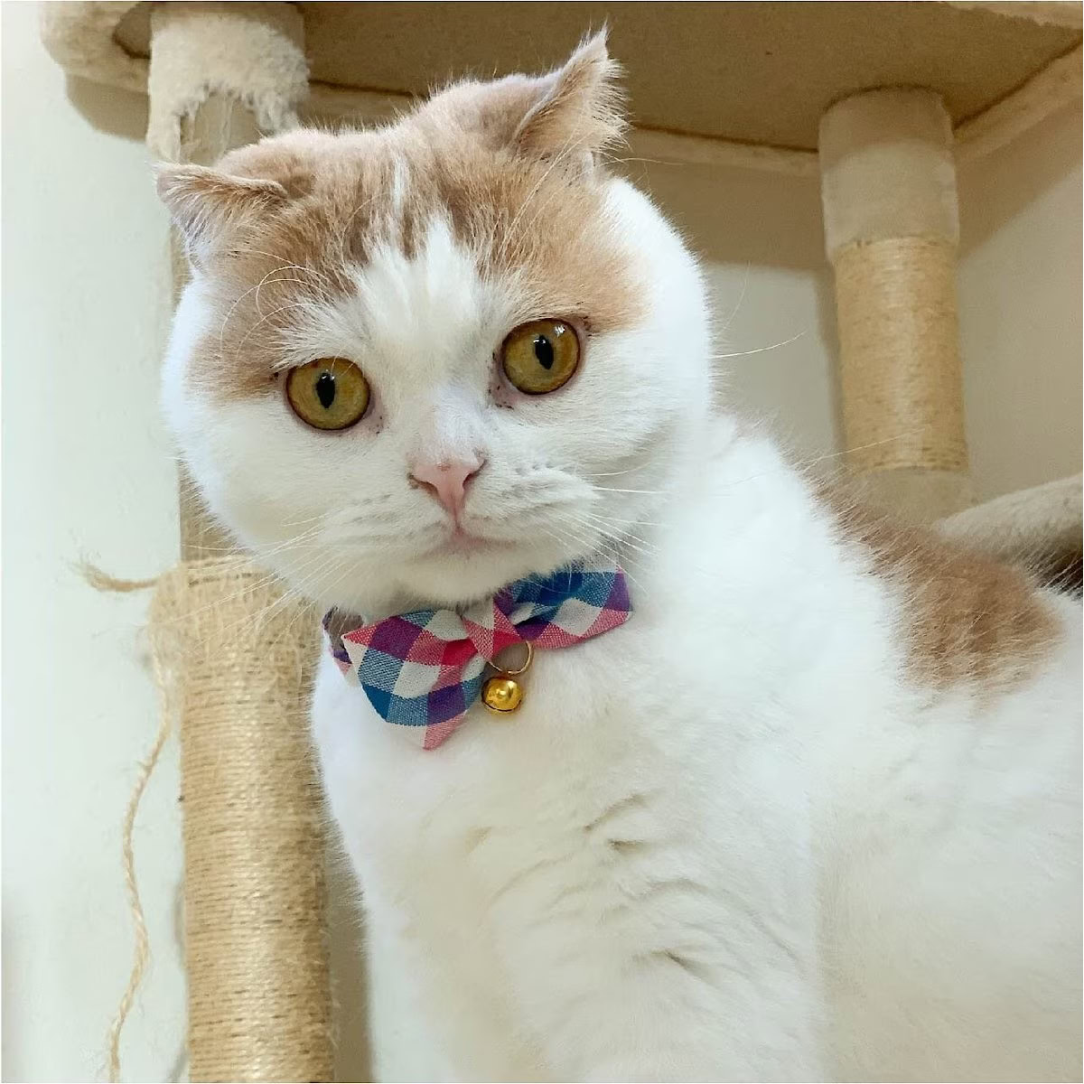 Necoichi Perfect Picnic Bowtie Cotton Breakaway Collar
