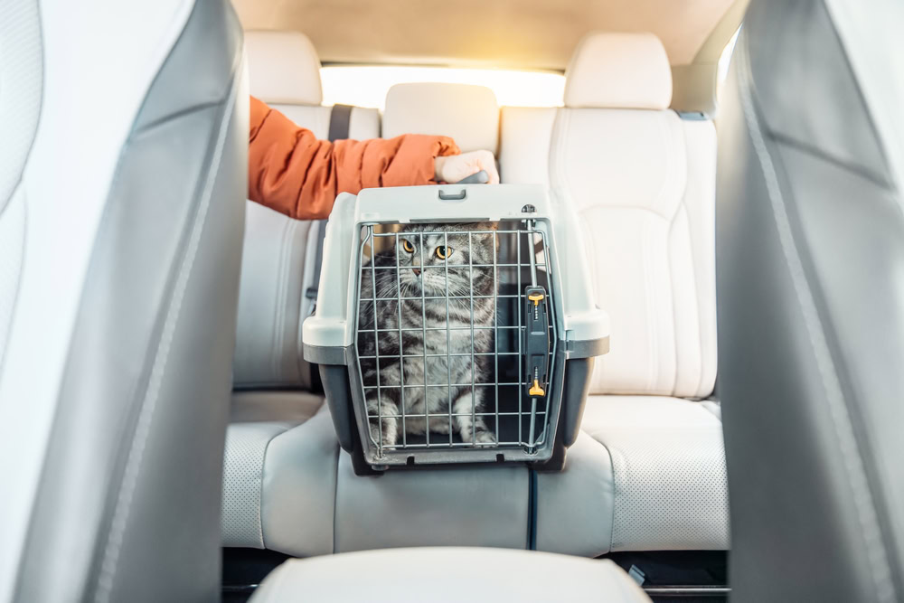 cat in a carrier inside a car
