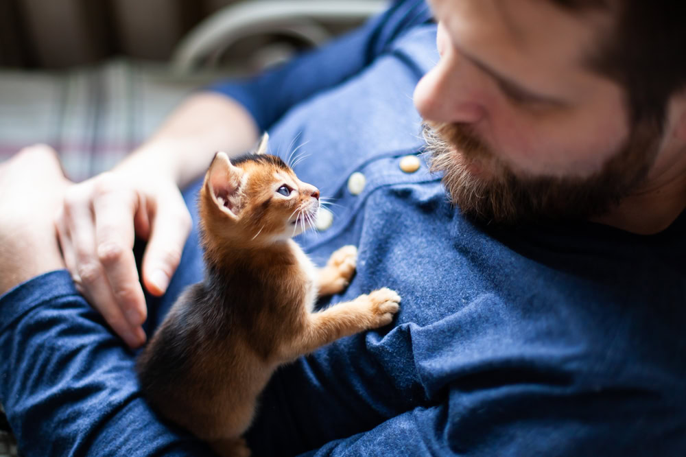 kitten asking attention from owner