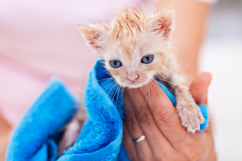kitten being dried with a towel after a bath 