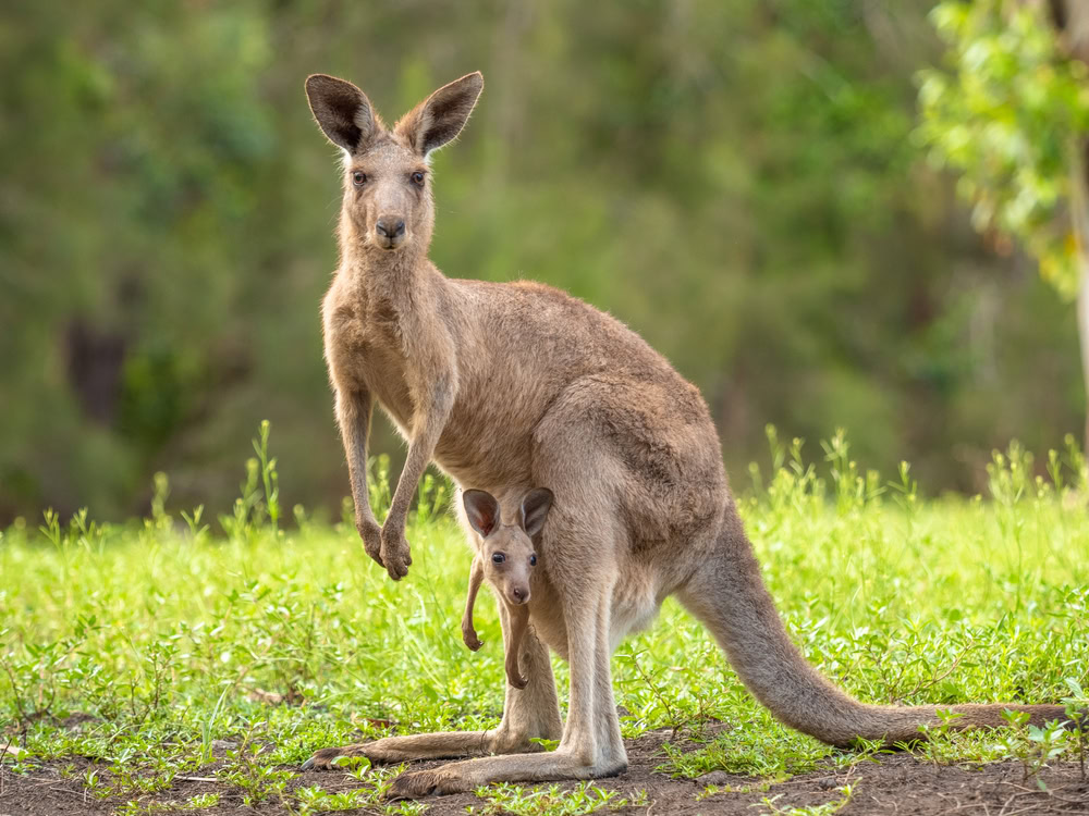 mother-kangaroo-with-her-kid-in-pouch