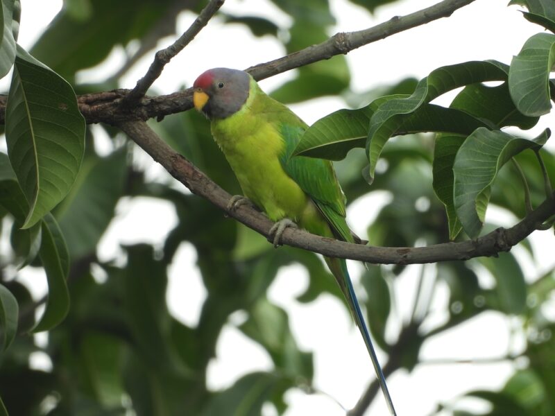 plum-headed-parakeet-on-a-branch