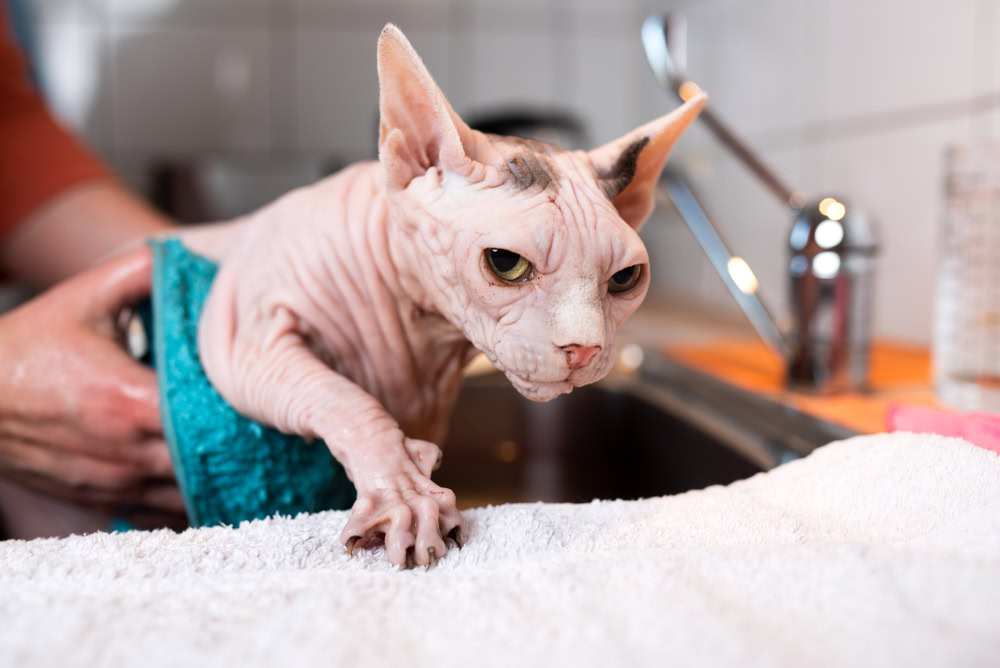 shynx cat getting a bath in the sink