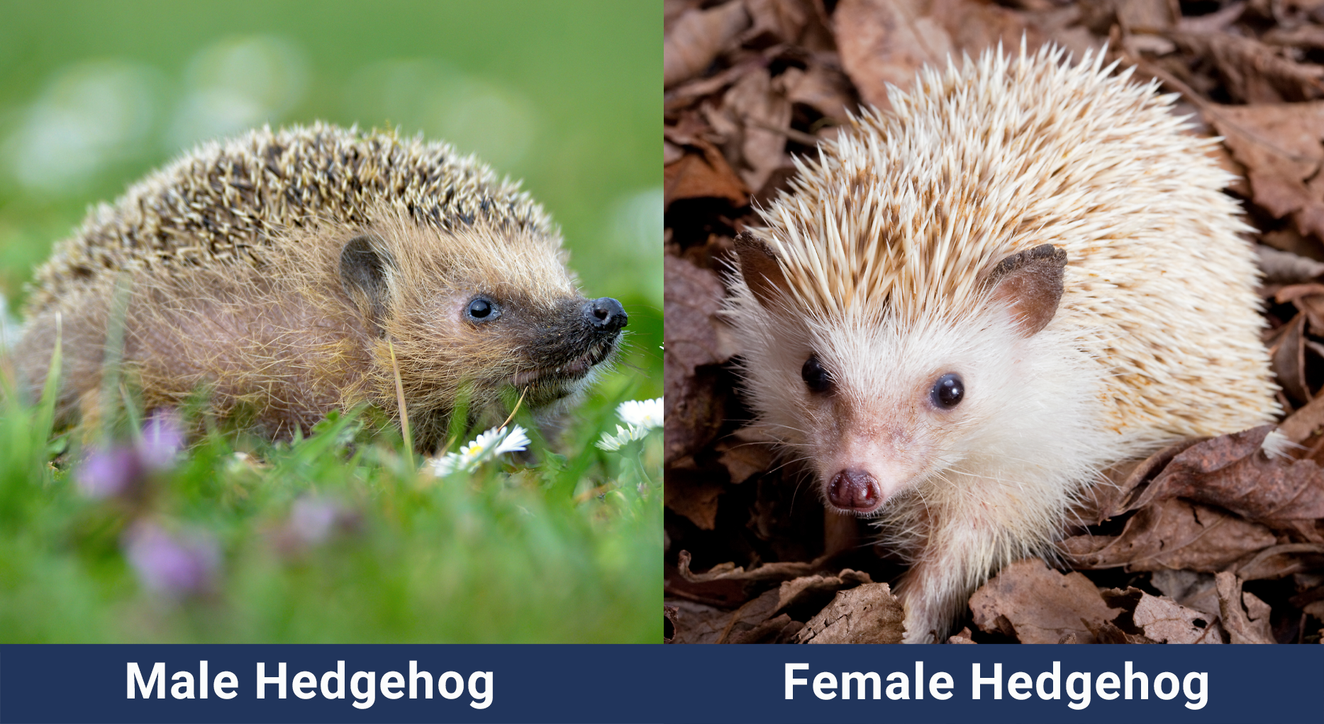 Male vs Female Hedgehog