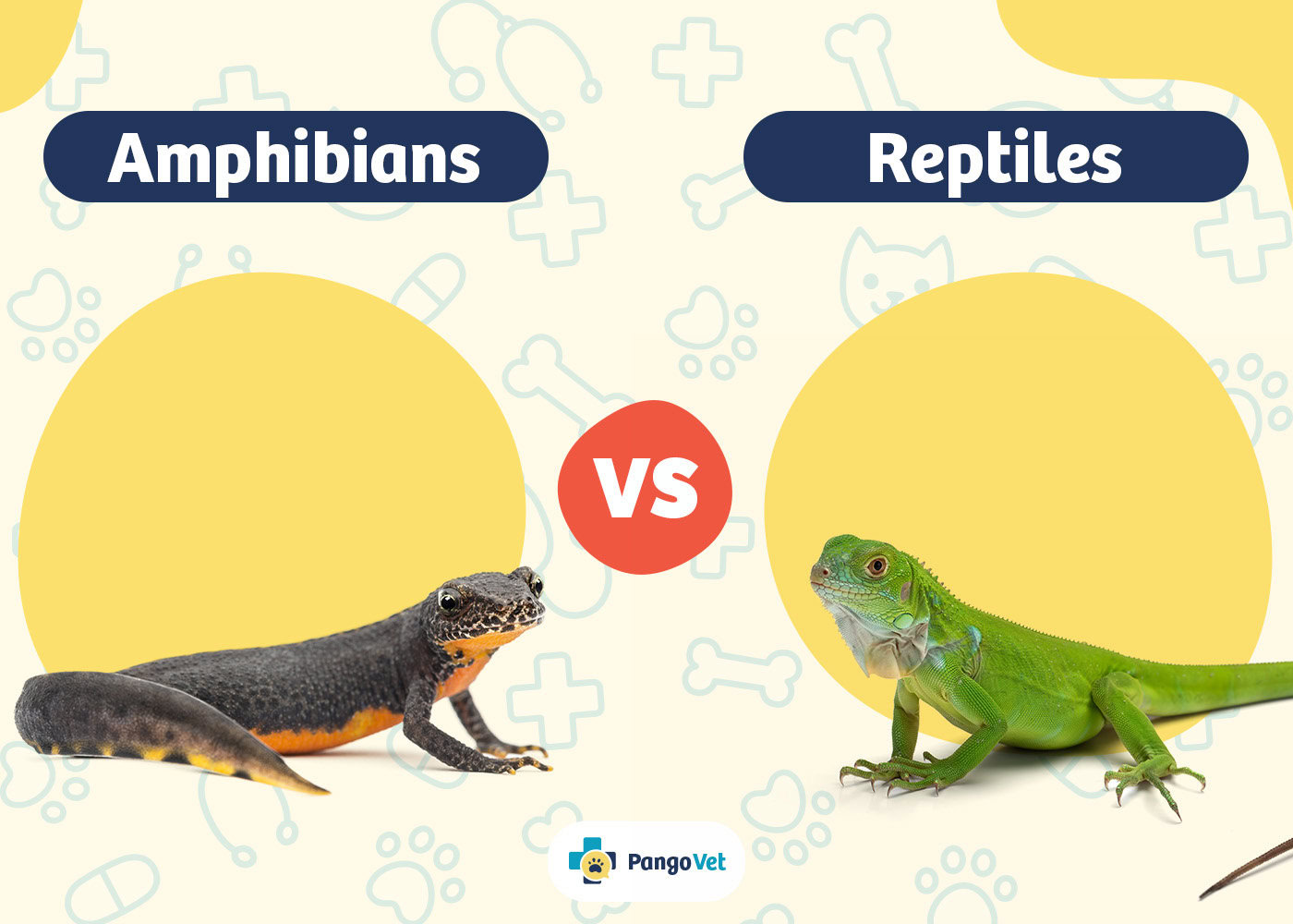 PangoVet_Amphibian vs Reptile