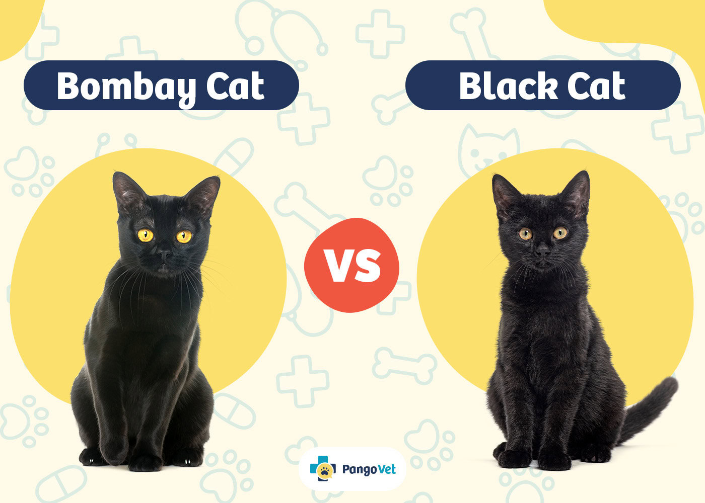 PangoVet_Bombay Cat vs Black Cat