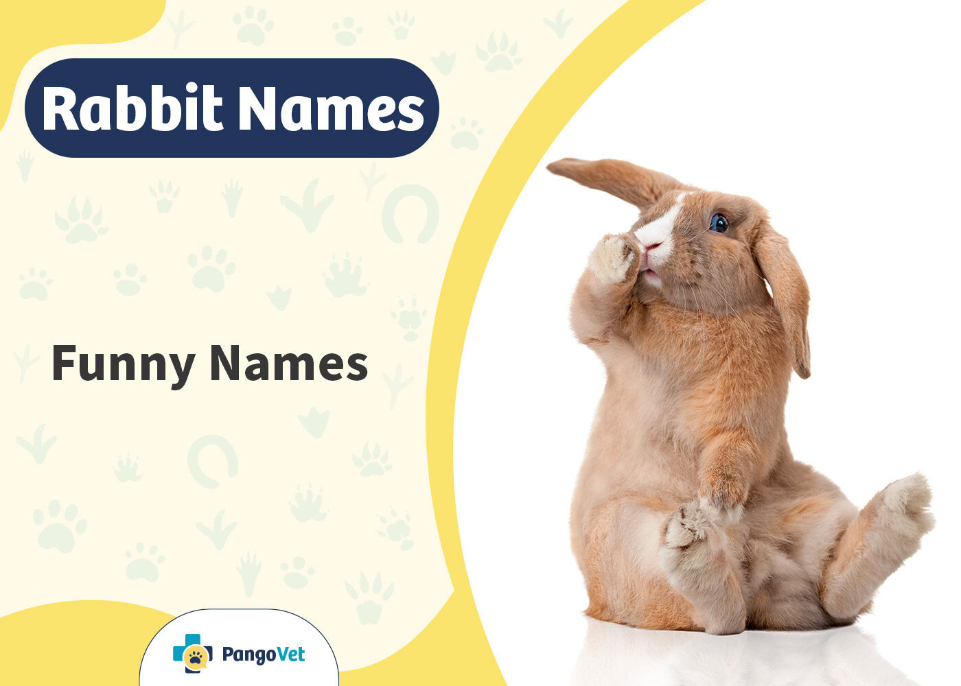 PangoVet_Funny Rabbit Names