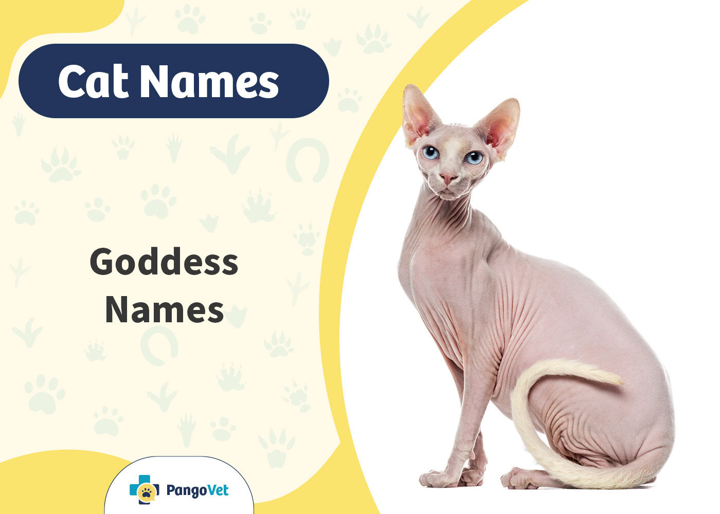 PangoVet_Goddess Cat Names