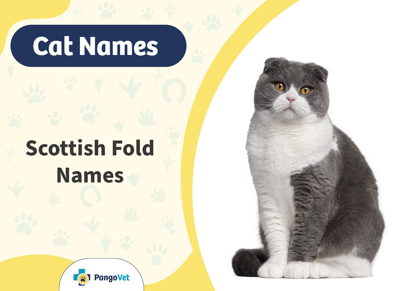 PangoVet_Scottish Fold Cat Names