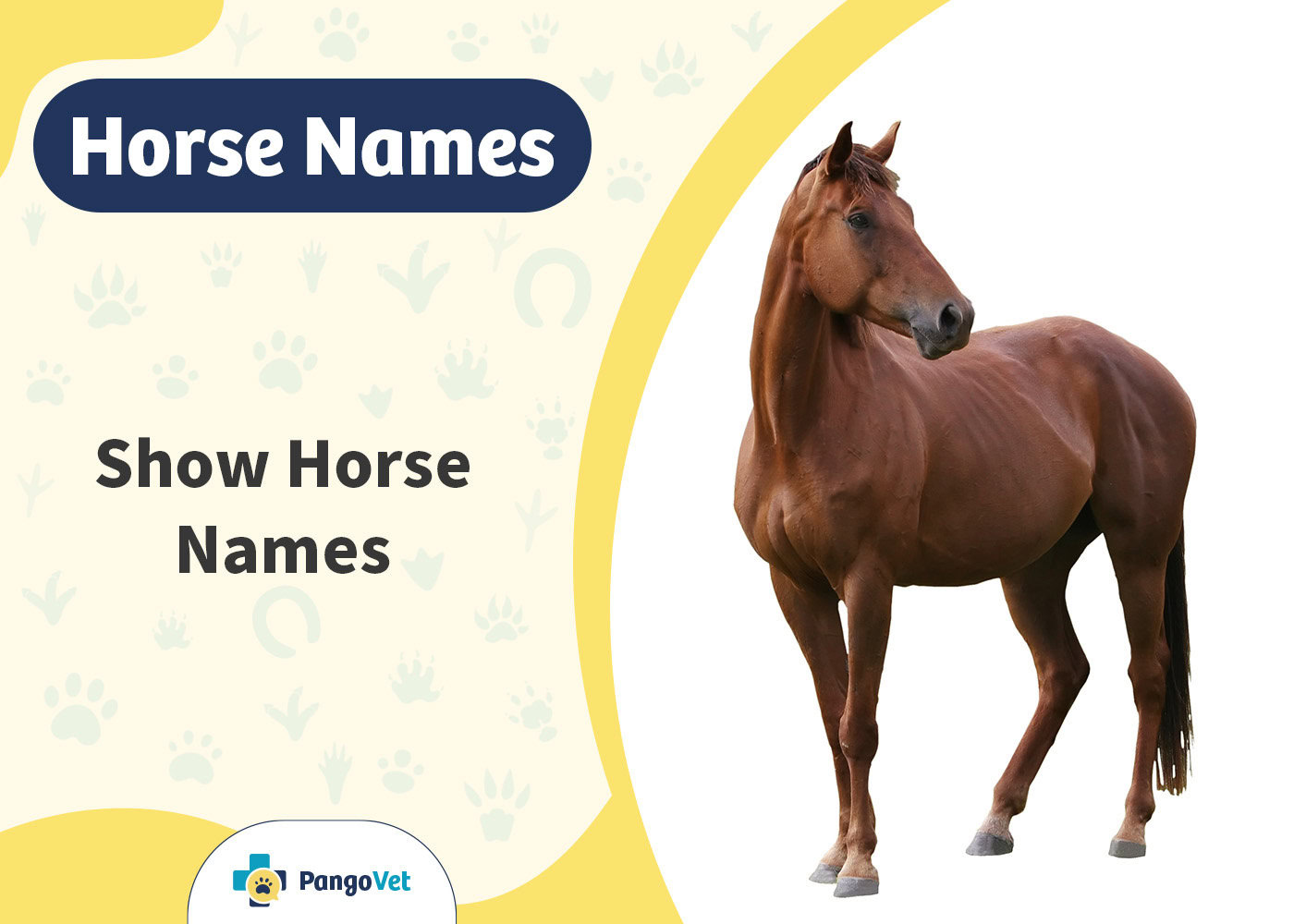 PangoVet_Show Horse Names