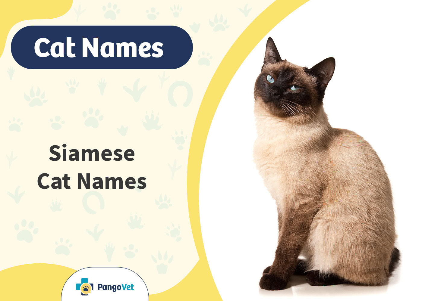 PangoVet_Siamese Cat Names