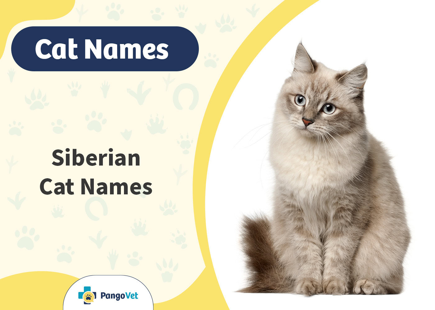PangoVet_Siberian Cat Names