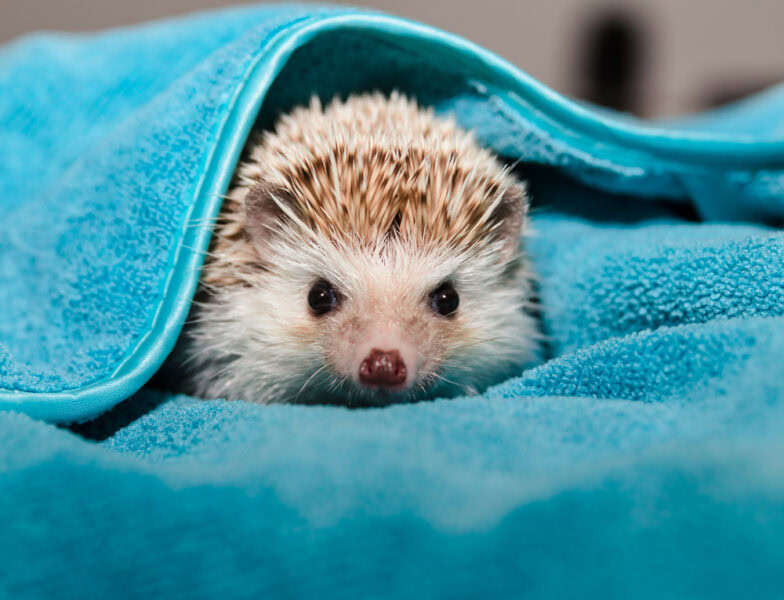 african-pygmy-hedhehog-in-blue-towel