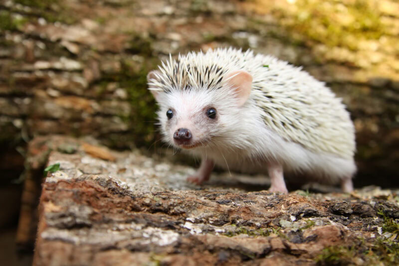 african-pygmy-hedhehog-standing-on-piece-of-wood