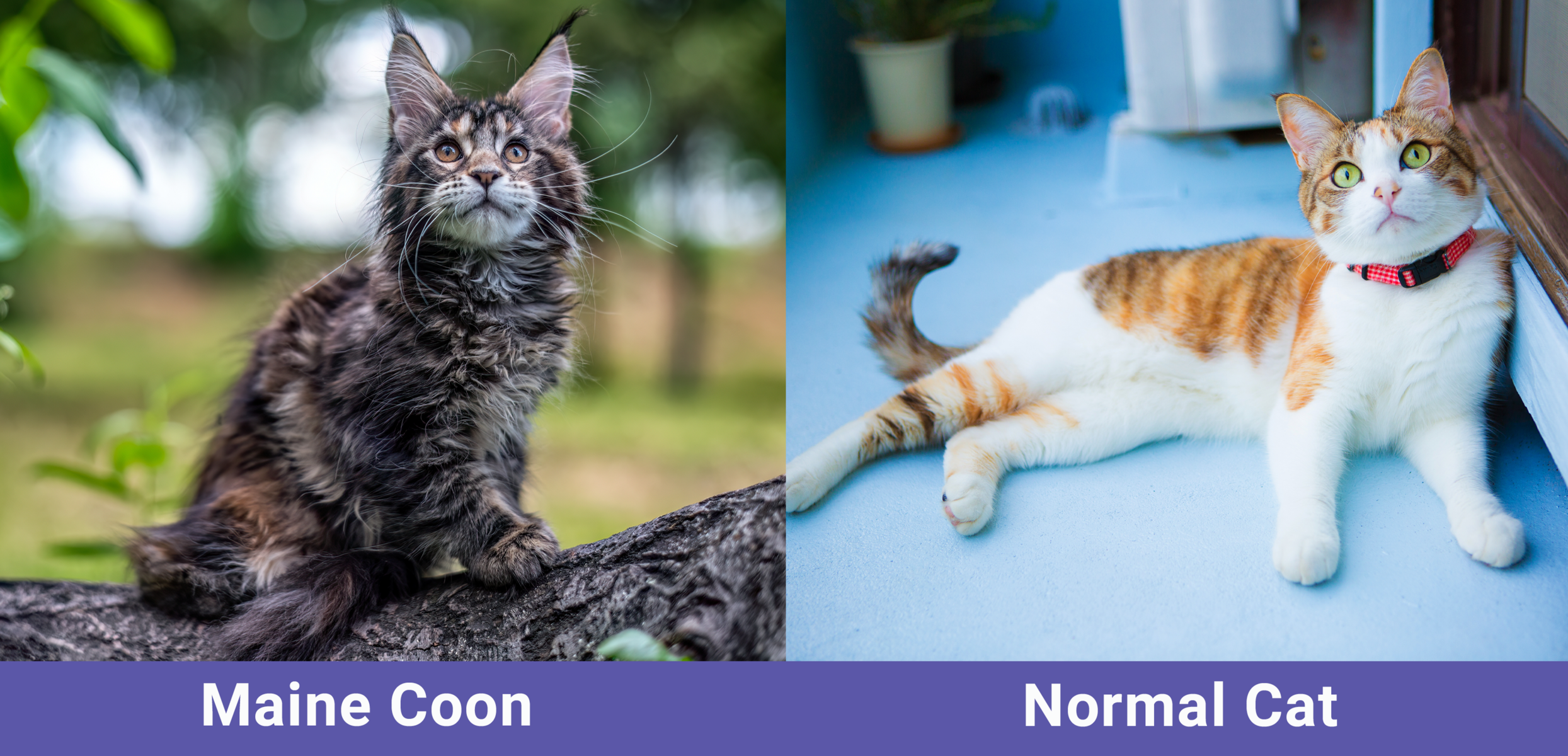 Maine Coon Vs Normal Cat