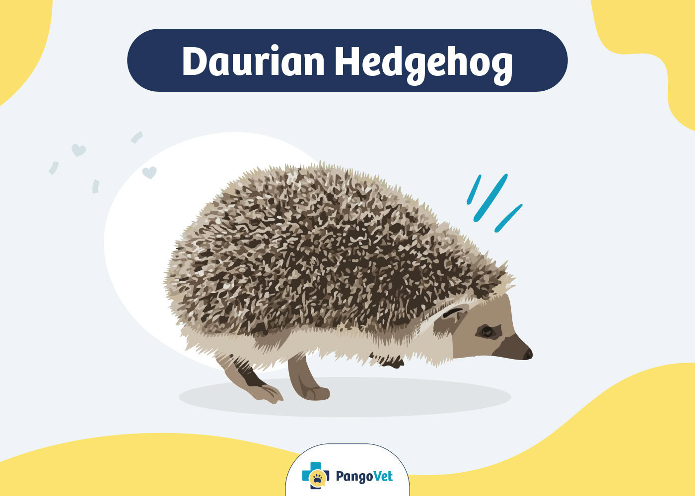 Daurian Hedgehog Featured Image