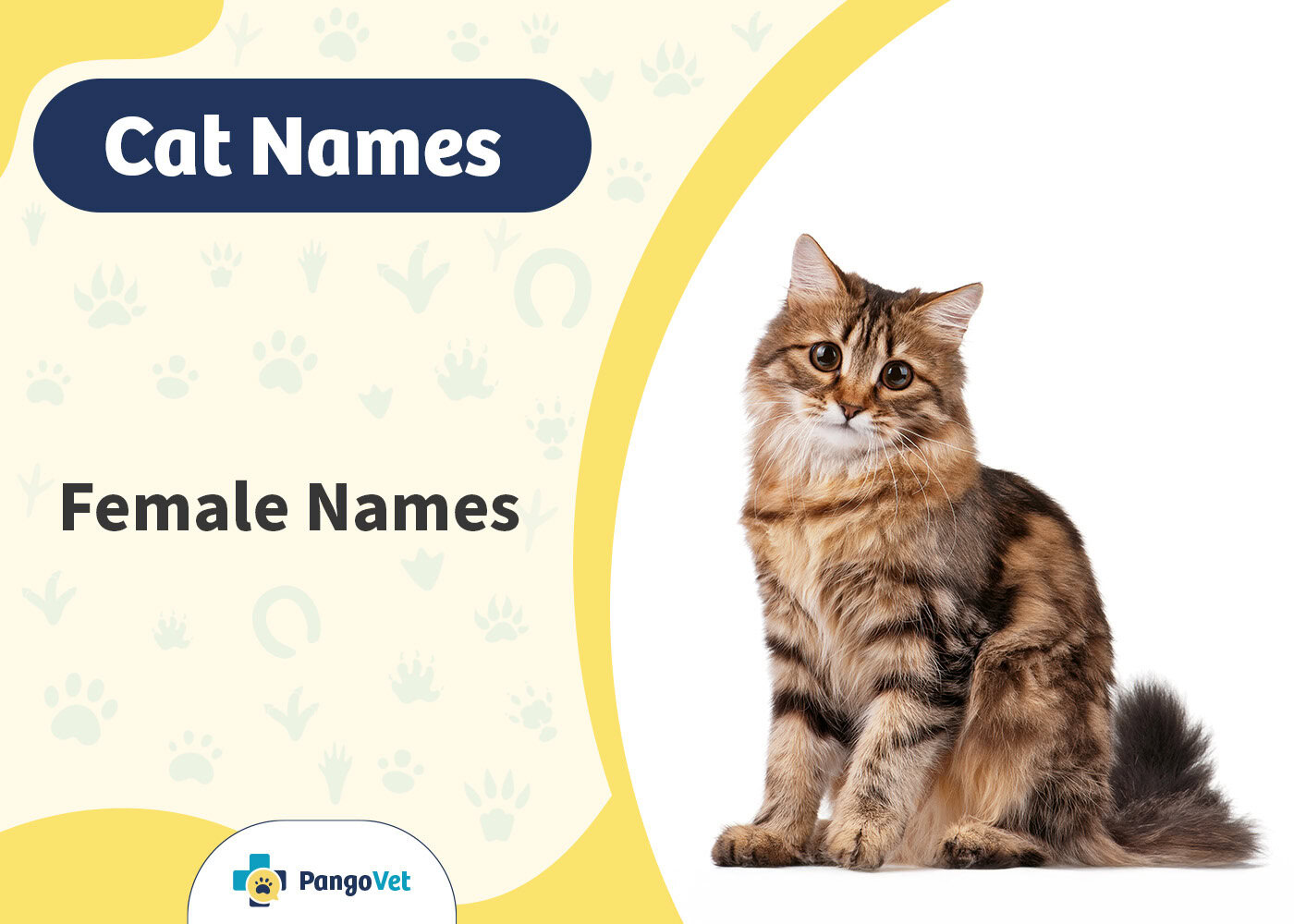 PangoVet_Female Cat Names