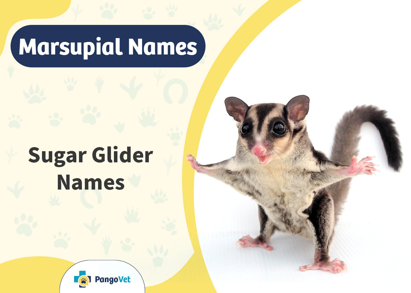 PangoVet_Sugar Glider Names