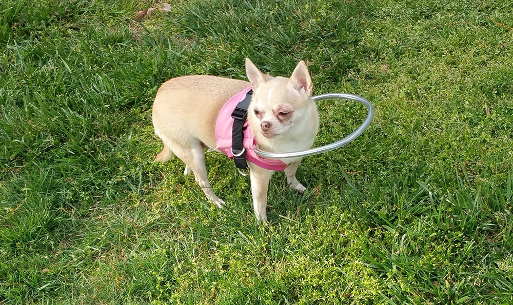Blind chihuahua dog wearing a Halo
