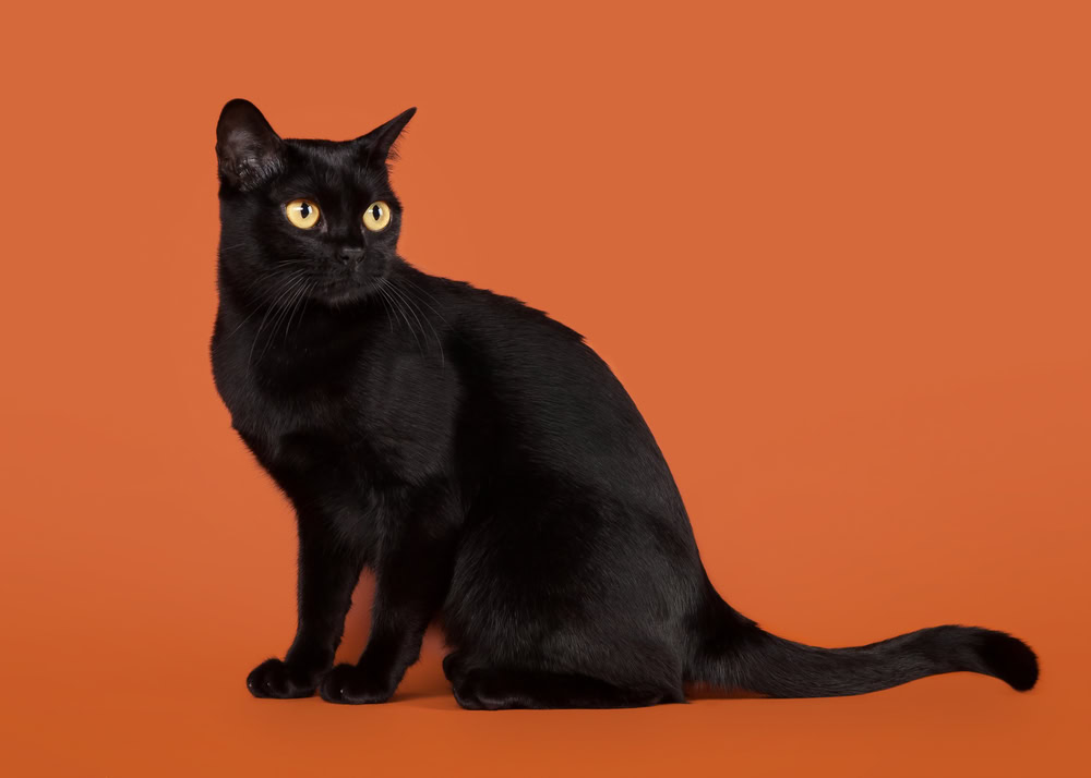 bombay cat on orange background