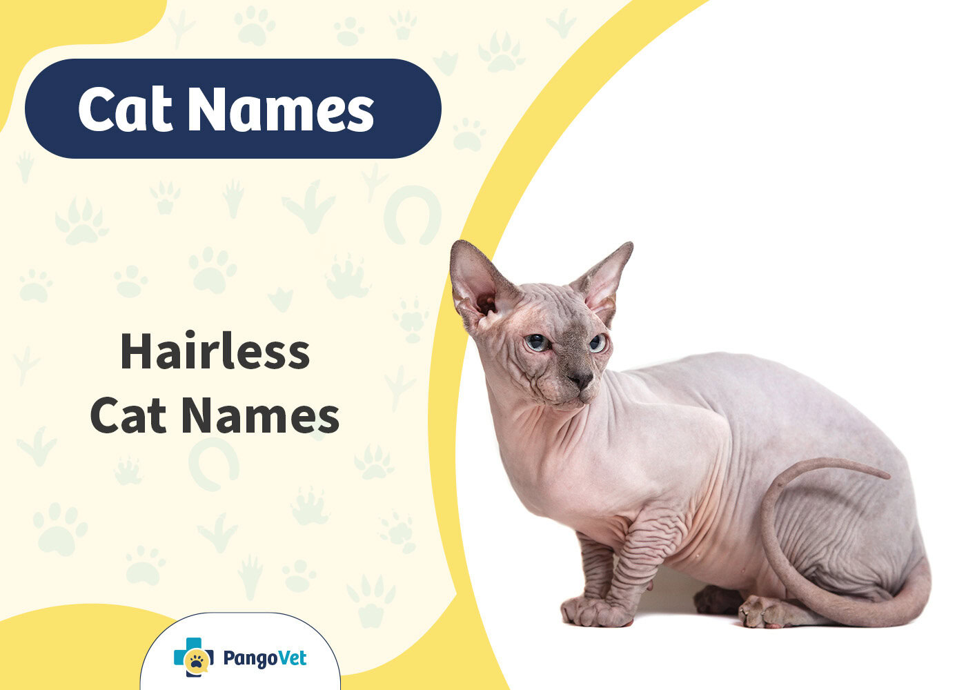 PangoVet_Hairless Cat Names