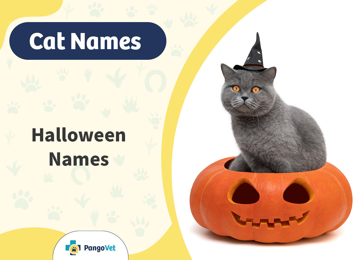 PangoVet_Halloween Cat Names