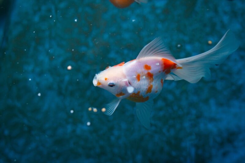 Close up of Tamasaba Goldfish eating food