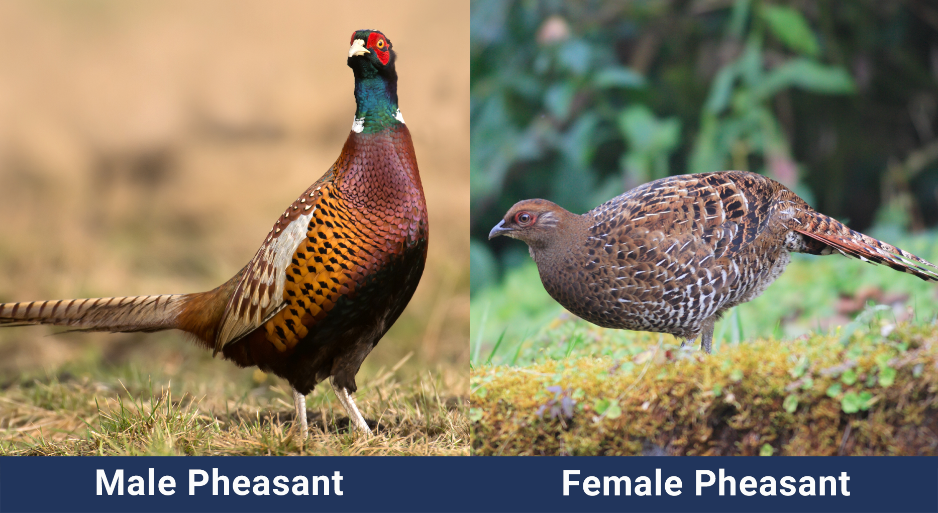 Male vs Female Pheasant