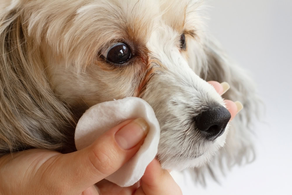 Man cleaning dog tear stains with a cleaning pad