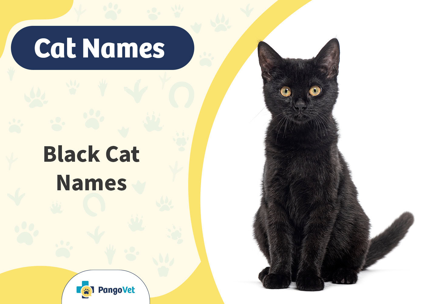 PangoVet_Black Cat Names