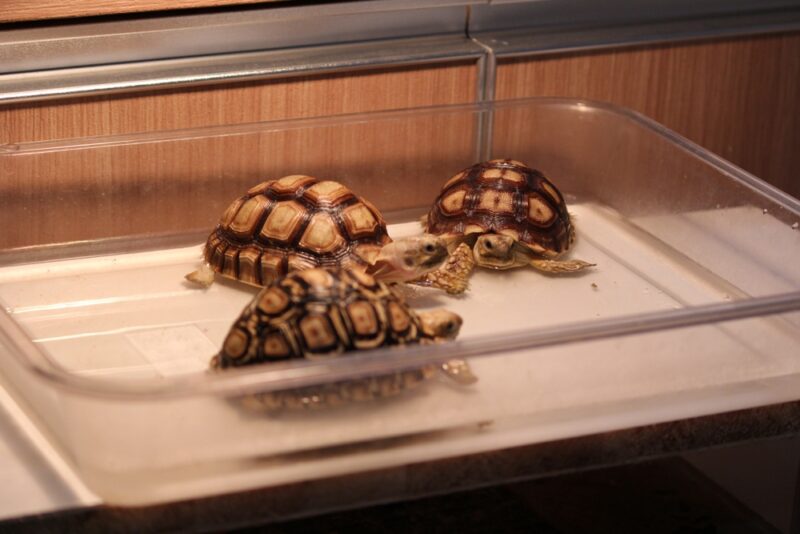 baby-sulcata-tortoises-bathing