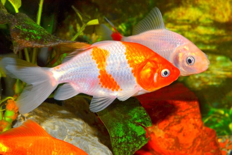 two-wakin-goldfish-in-aquarium