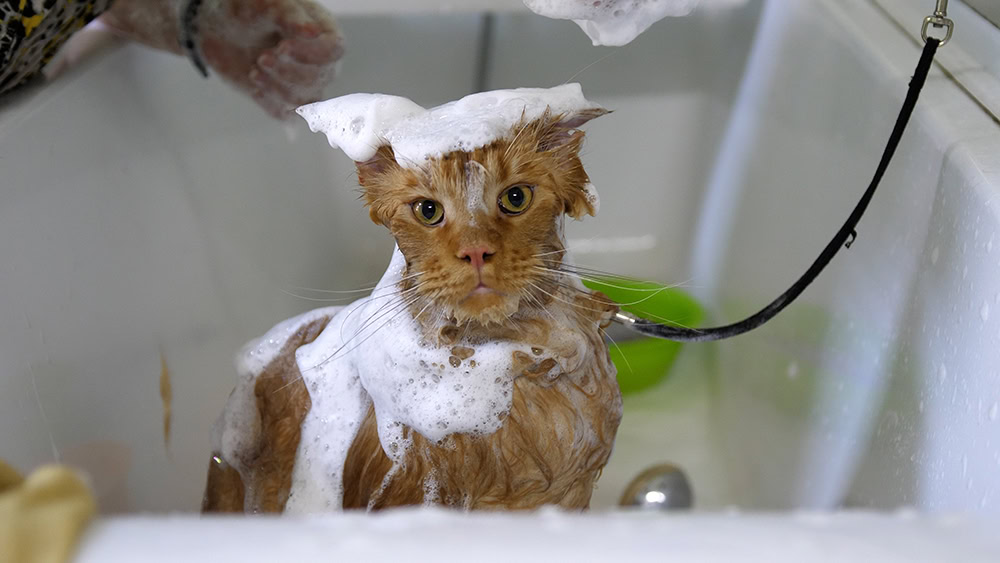 orange maine coon cat getting a bath