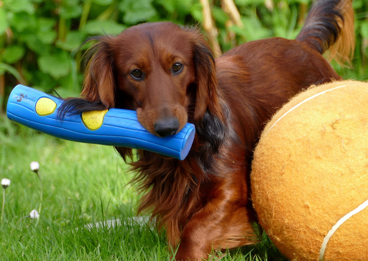 Brown dachshunds playing with toys