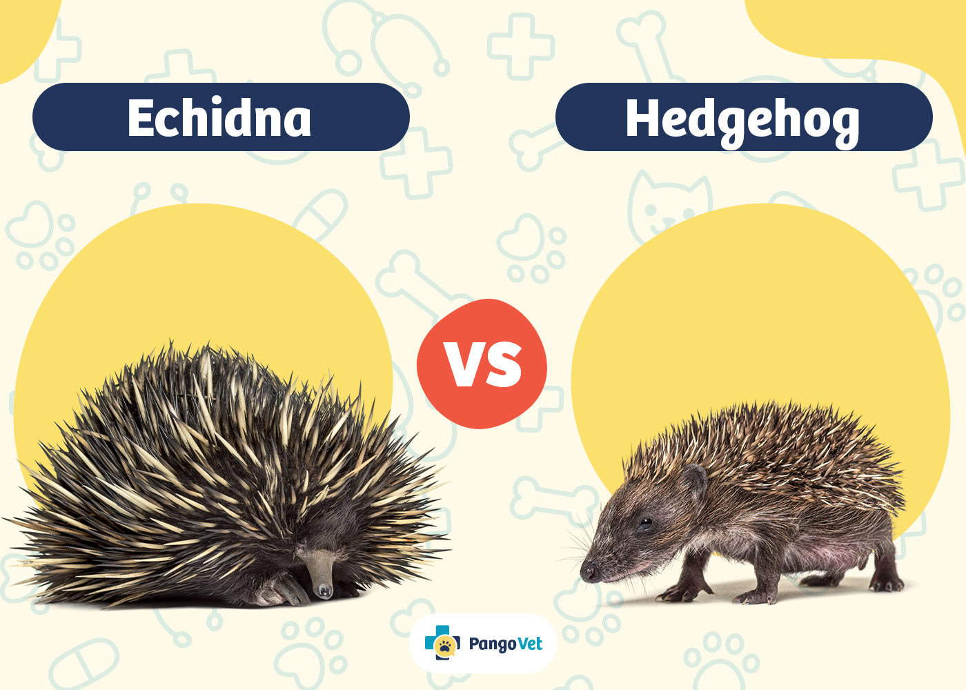 PangoVet_Echidna vs Hedgehog