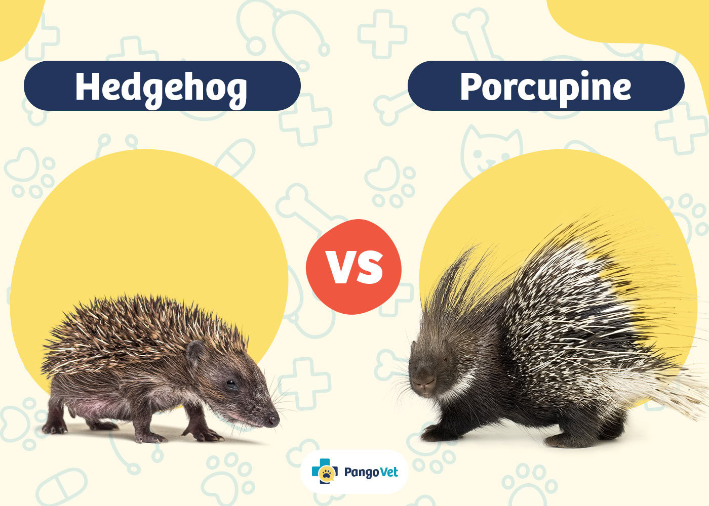 PangoVet_Hedgehog vs Porcupine