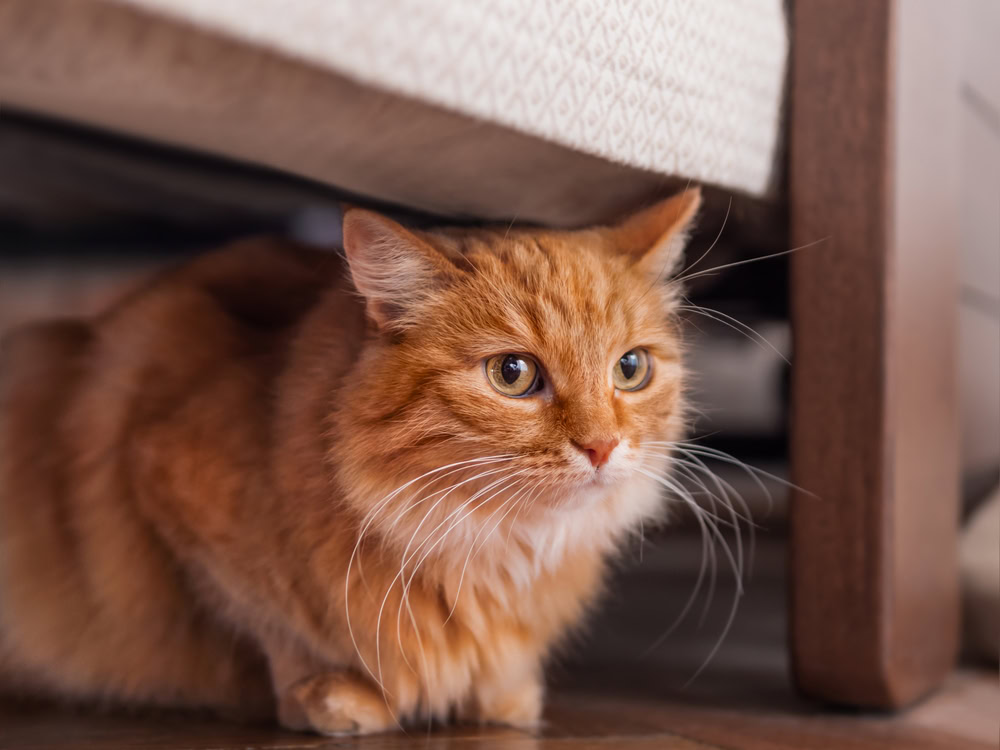 ginger tabby cat under the bed or couch