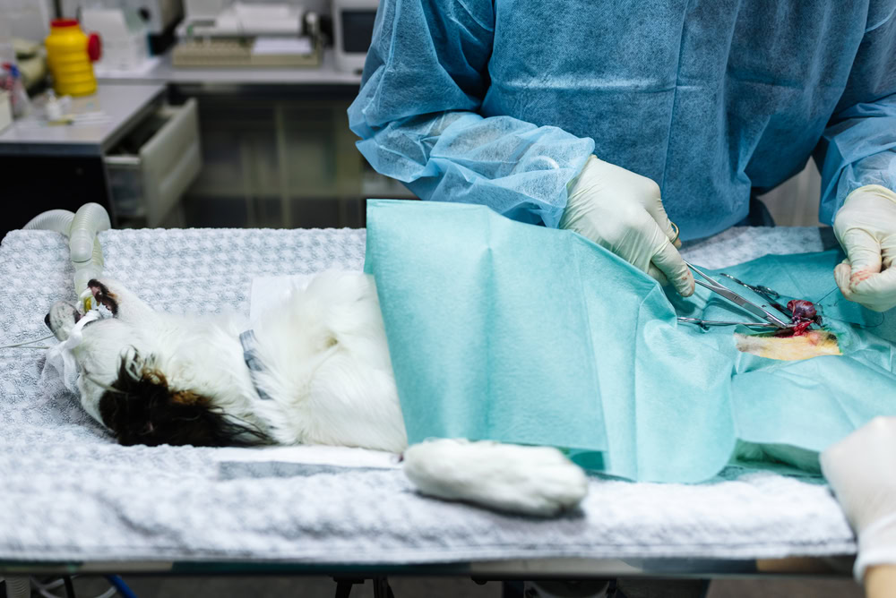 Dog surgery operation