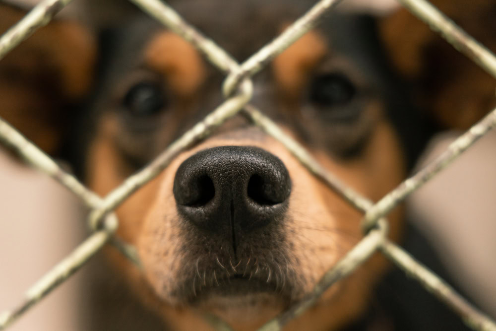dog Puppies in shelter waiting for adoption
