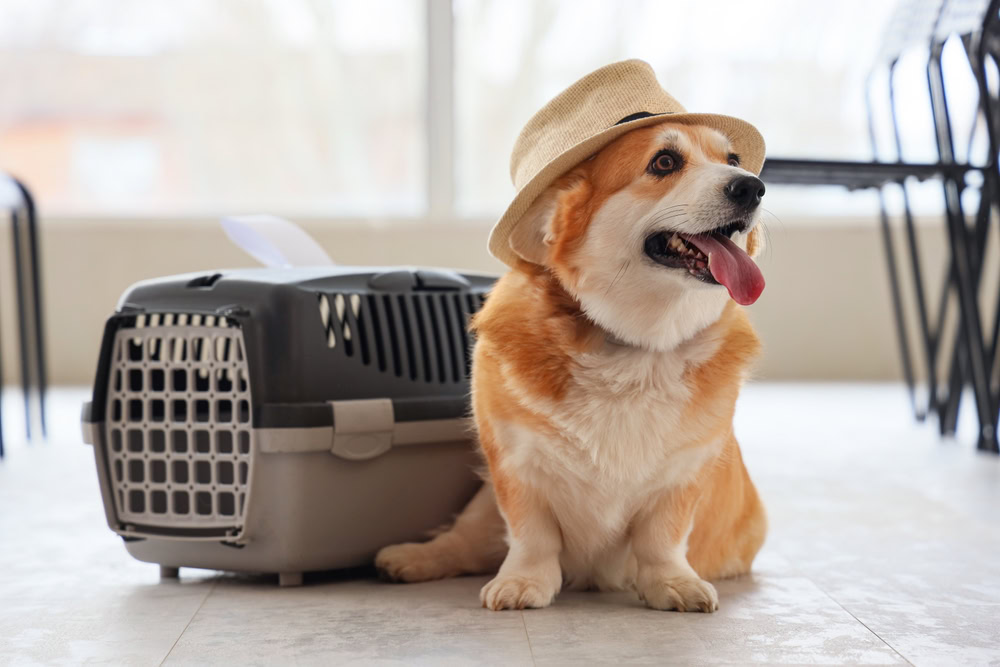 dog carrier airport